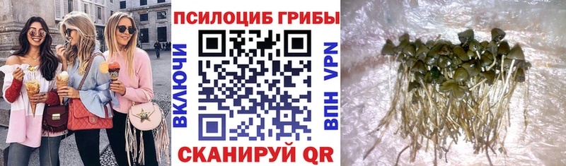 блэк спрут ссылка  Ахтырский  Галлюциногенные грибы Magic Shrooms  наркотики 